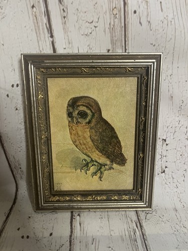 Albrecht durer the little owl - durer,